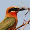 White fronted bee eater.